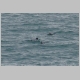 31. hier zwemmen de Hector dolfijnen.JPG